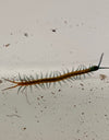 Scolopendra subspinipes (Hawaii/Indo Black Tip)