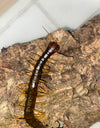 Scolopendra mutilans (Chinese Red Head Centipedes) Nansei Island Variant