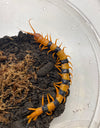 Scolopendra hardwickei (Indian Tiger Centipede) - 5-6"!!