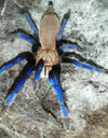 Birupes simoroxigorum (Borean Neon Blue Leg)