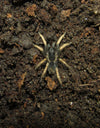 Cymbiapophysa velox (Ecuadorian Dwarf)