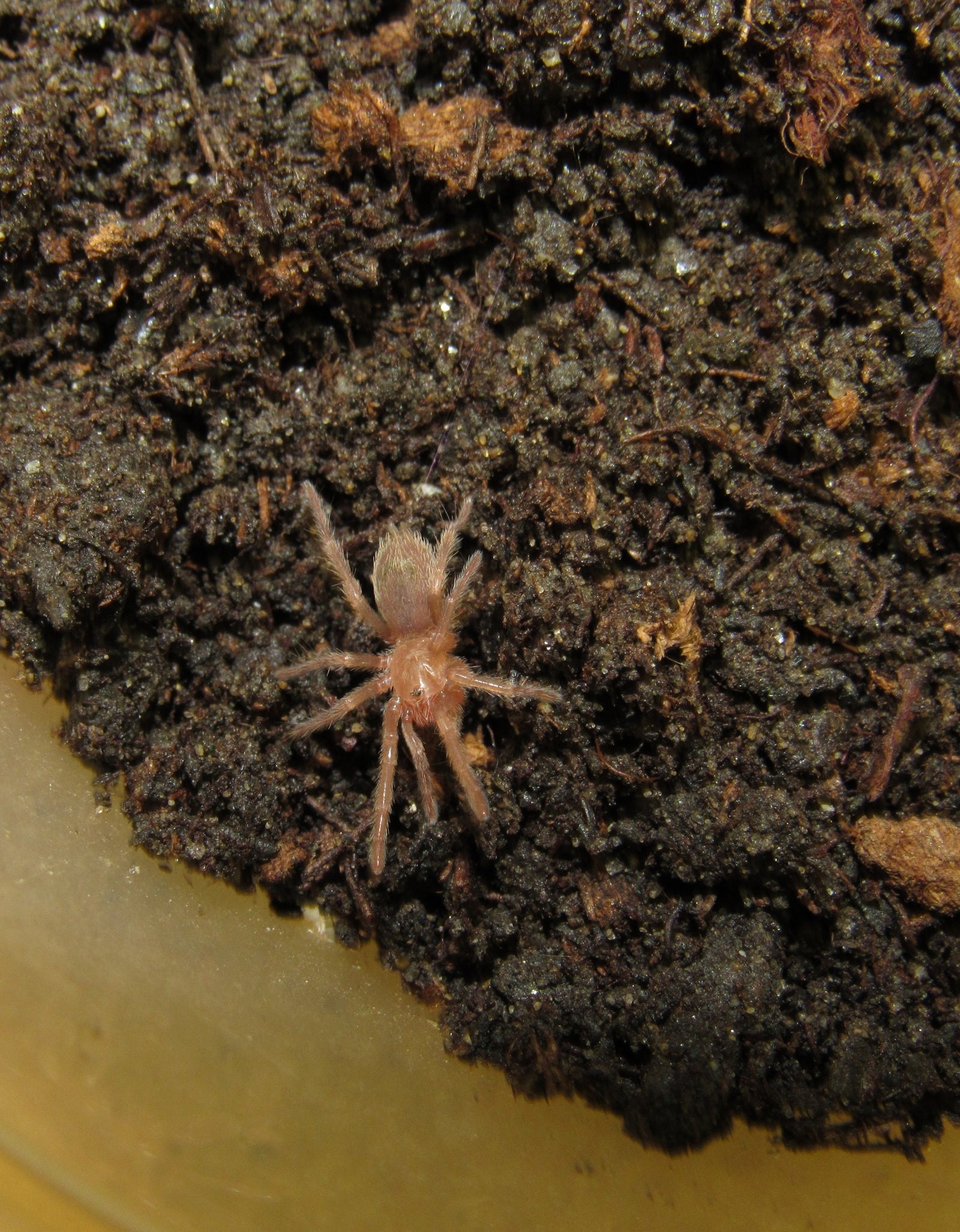 Euathlus valparaiso (Valparaiso Rose Tarantula) for sale – wicked-webz