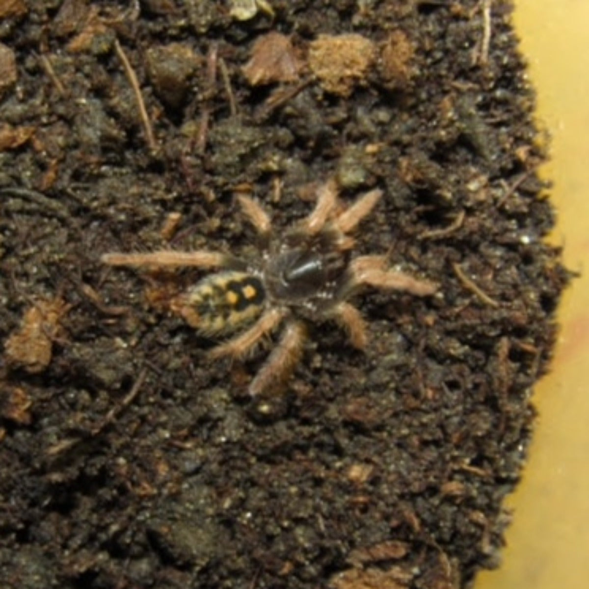 Hapalopus sp guerilla (Speckle patch) Largest Hapalopus! – wicked-webz