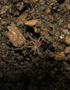 Hapalopus formosus (Columbia Gross/ex-Pumpkin Patch Large)