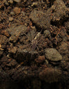 Linothele megatheloides (Colombian Funnel-Web Spider)