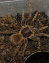 Acanthoscurria simoensi (Black and Gold Stripe)