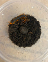 Scolopendra dehaani (Southeast Asian Giant Centipede) - Yellow Leg