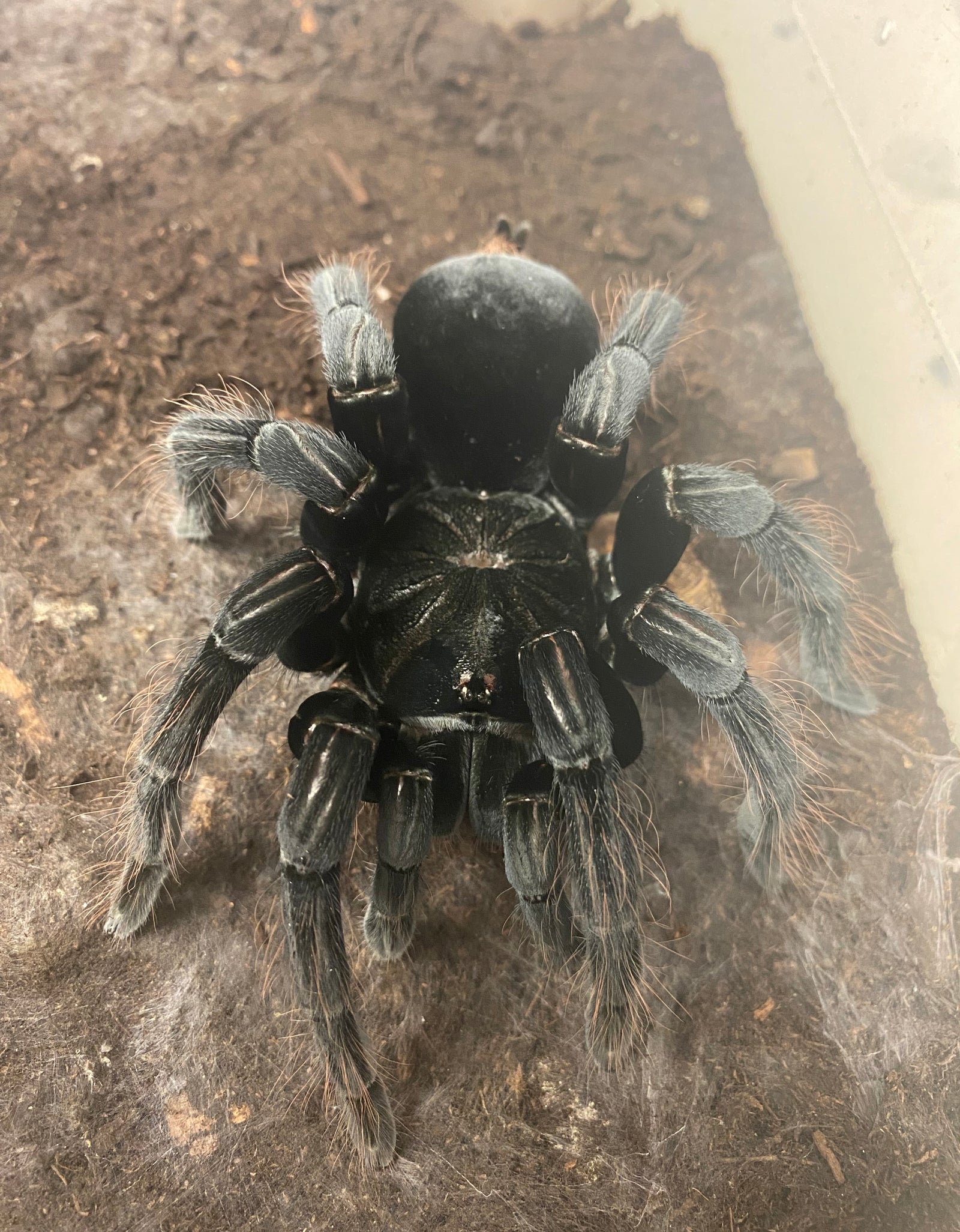 Pamphobeteus sp. "Chicken Spider" breeding pair for sale wickedwebz