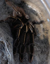 Ephebopus murinus (Skeleton Tarantula)