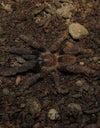 Lampropelma sp. "Borneo Black" (Borneo Black)