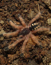 Amazonius germani (ex-Pseudoclamoris gigas) (Orange Tree Spider)