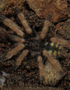 Pseudoclamoris sp. "Ecuador"