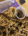 Scolopendra sp. "Sulawesi Red"