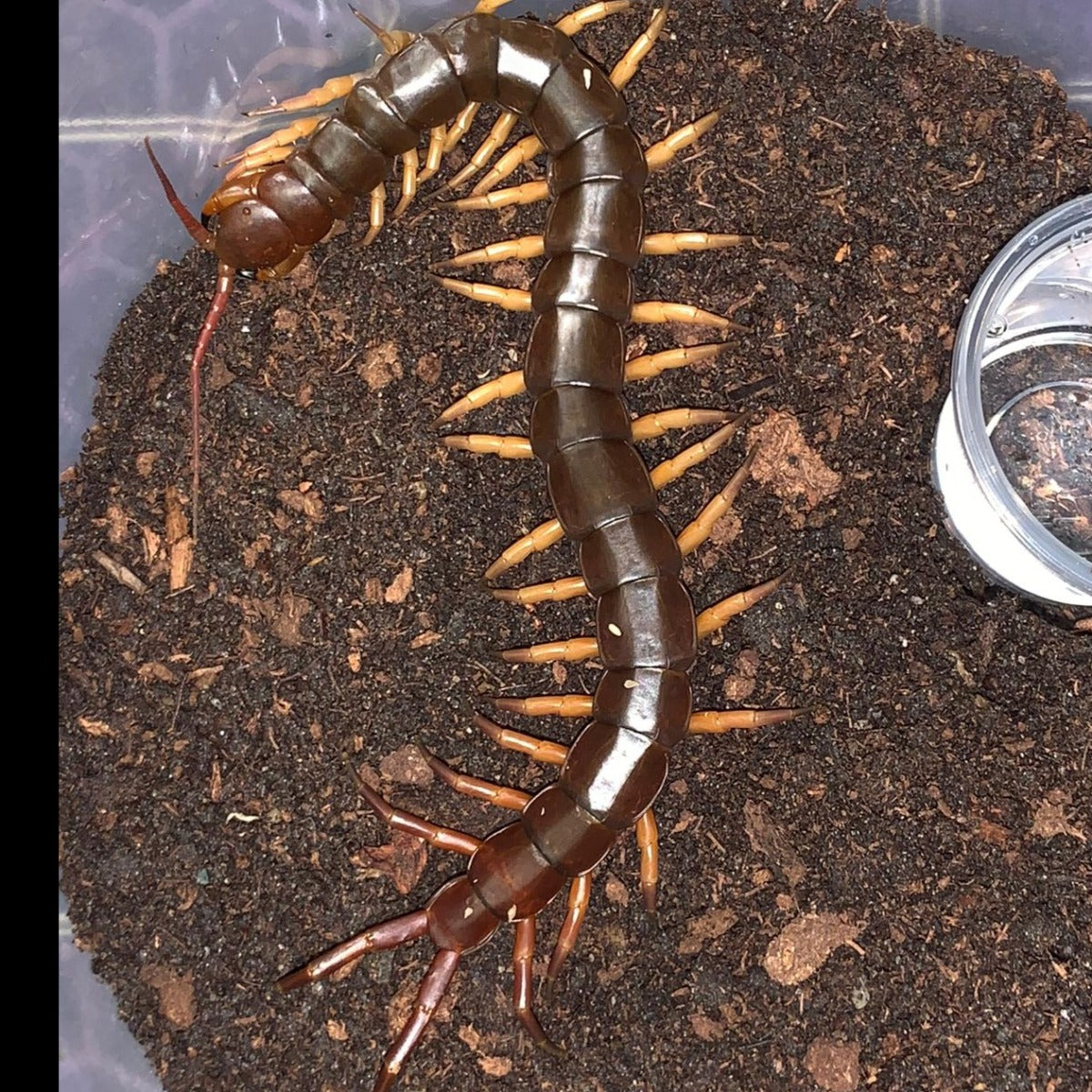 Scolopendra dehaani (Southeast Asian Giant Centipede) - Yellow Leg ...