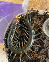 Scolopendra sp. "Buton Black" (possible Sulawesi variant)