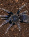 Psednocnemis brachyramosa (ex-Coremiocnemis brachyramosa) (Malaysian Blue Femur)